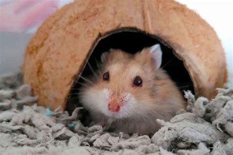 Tiny But Mighty Tips For Holding Dwarf Hamsters Urbaki Pets