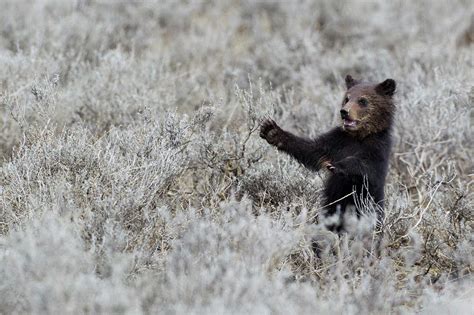 Grizzly Bear Cub Yellowstone National Photograph By Ken Archer