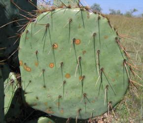 Often adorned with the red/purple fruits atop the pears and for brief periods, beautiful flowers atop of those. CS Prickly Pear Cactus