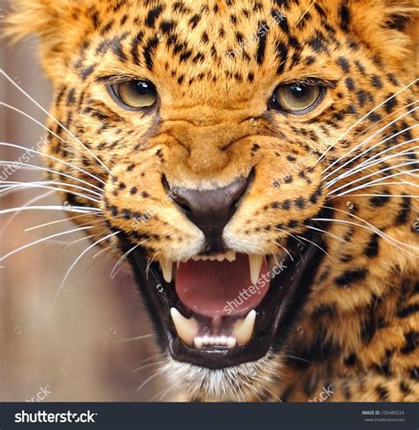 Leopard Teeth Stock Photos Images And Pictures Leopard Portrait