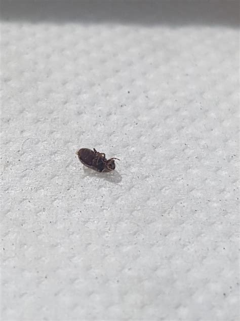 Natureplus Please Help Id These Small Black Flying Bugs