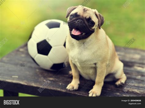 Happy Cute Fat Pug Image And Photo Free Trial Bigstock