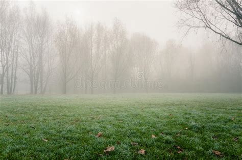 Meadow Covered In Frost In A Foggy Park Stock Photo Image Of