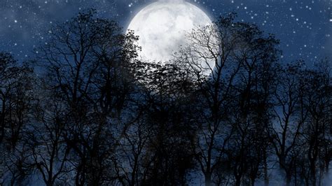 Forest On Full Moon Night Hd Wallpaper Background Image