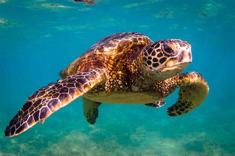 Sea Turtles Endangered Earth Issues Animal Encyclopedia