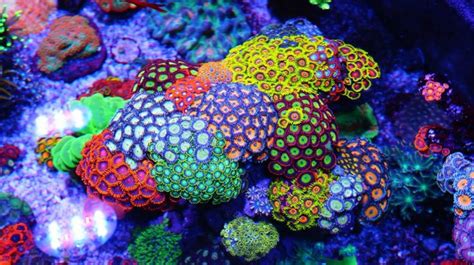 Zoanthid Soft Corals Colorful And Easy To Keep Saltwater Aquariums