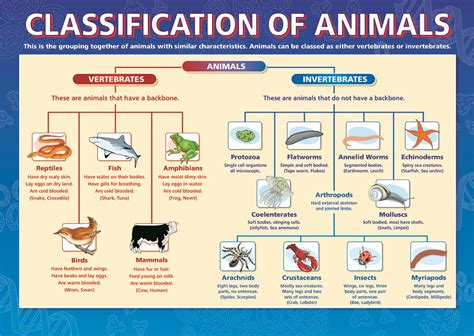 Classification Of Plants And Animals Quiz Quizizz