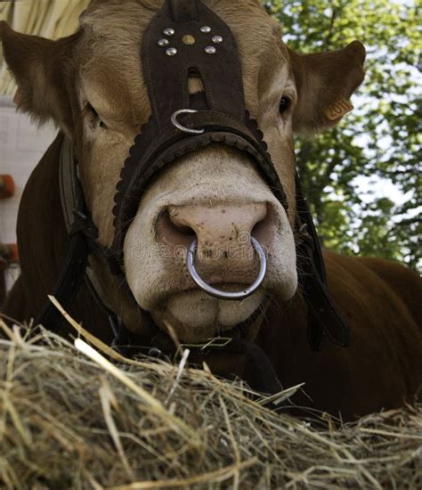 Domesticated Cow With Nose Ring Stock Image Image Of Milk Animal