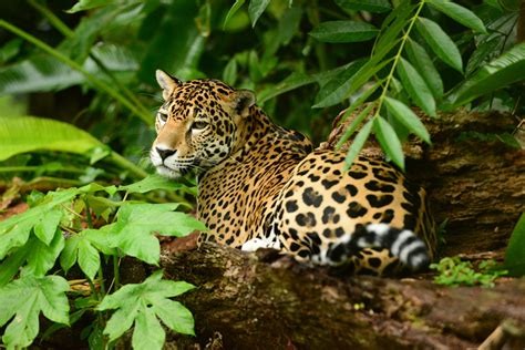 8 Unique Belize Wildlife Experiences Travel Belize