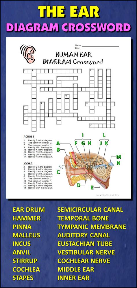 Ear Crossword With Diagram Editable Printable And Distance Learning