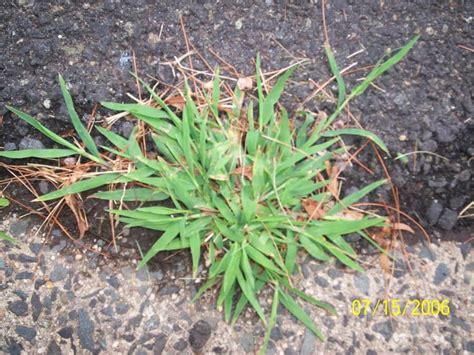 Bermuda Grass Vs Crabgrass Avez Vous Une Invasion Top Ventes