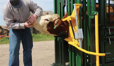 Q Catch 87 Series Portable Cattle Chute And Alley Arrowquip