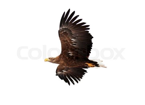 Flying Golden Eagle On White Background Stock Image Colourbox