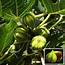 Fig Panache  Buy Plants Online Pakistan Nursery
