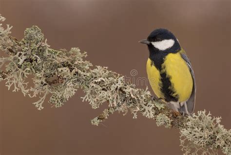 Gran Teta Parus Mayor Macho Imagen De Archivo Imagen De Exterior