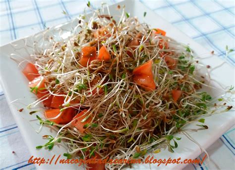 Salada De Broto De Alfafa E Tomate Na Cozinha Da Carina