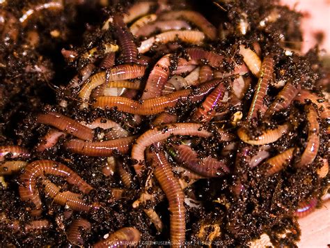 Red Wiggler Vermicompost Worms Greenfuse Photos Garden Farm And Food