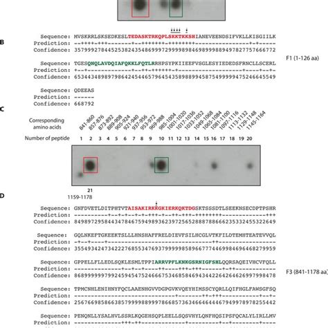 Identification Of Fancd Dna Binding Residues By Synthetic Peptide Spot