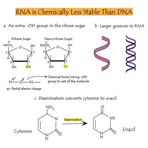 The Differences Between Dna And Rna Explained With Diagrams Owlcation