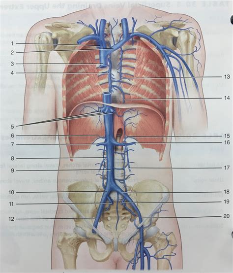 Veins Of The Body Part 3 Diagram Quizlet