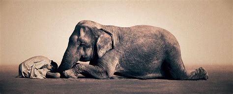 Ashes And Snow By Gregory Colbert Socialphy Elephant Gregory