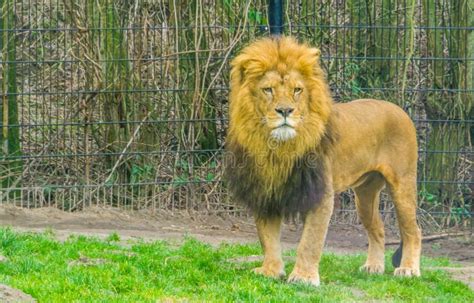 Closeup Of A Male Lion Walking Towards The Camera Popular Zoo Animals