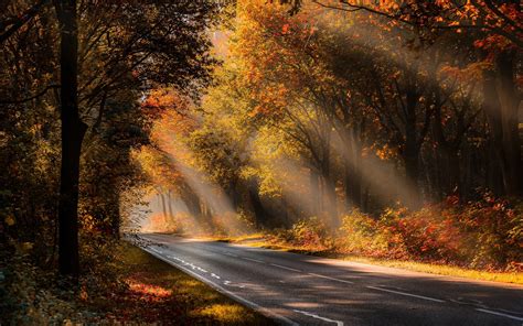 Wallpaper Autumn Trees Fog Road Sunshine 1920x1200 Hd Picture Image