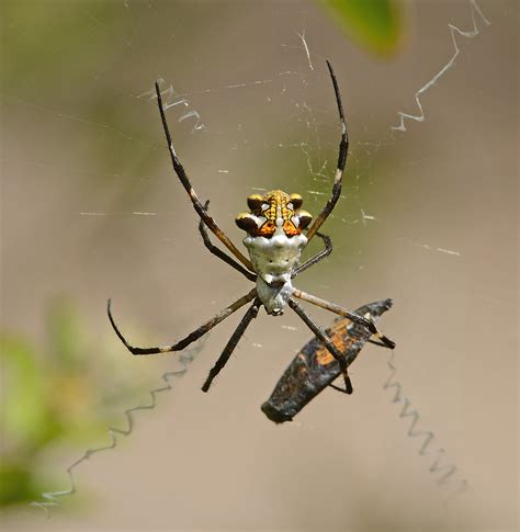 Silver Argiope Spider A Argentata Photo Lejun Photos At