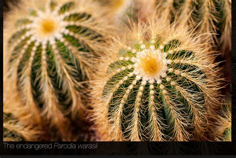Common Cactus Types