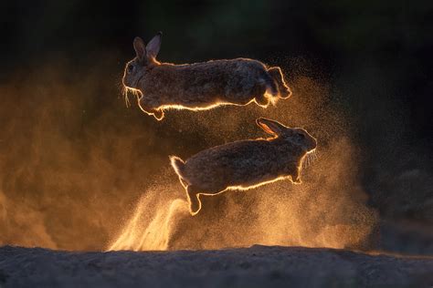 Bunny Jumping Foto And Bild Fotos Sonnenuntergang Sand Bilder Auf