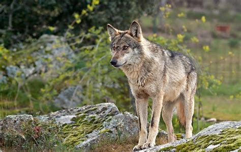 El Lobo Ibérico Y La Importancia De Preservalo Geoinnova