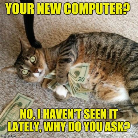 Cats Money Cat Memes And S Imgflip