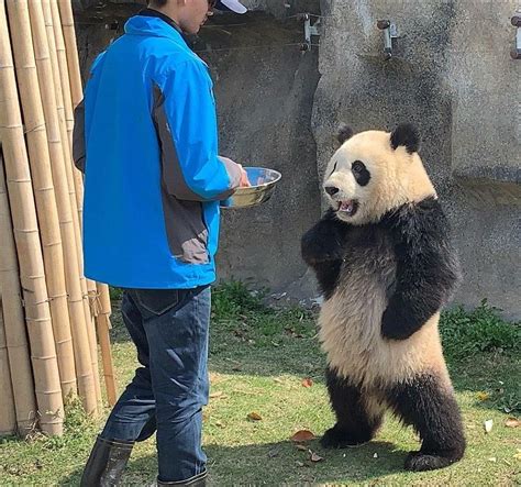 Psbattle Panda Standing For Food With Arms On Hips Photoshopbattles