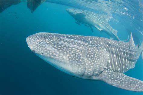 Whale Shark Close Up Underwater Portrait Stock Image Image Of