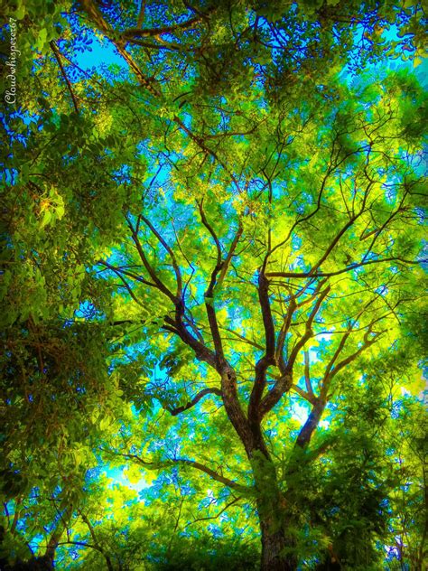 Emerald Forest By Cloudwhisperer67 On Deviantart