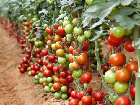 10 Pasos Para Obtener 40 Kilos De Tomate De Cada Planta Ideas Verdes