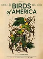 Birds of America Movie Poster / Affiche - IMP Awards