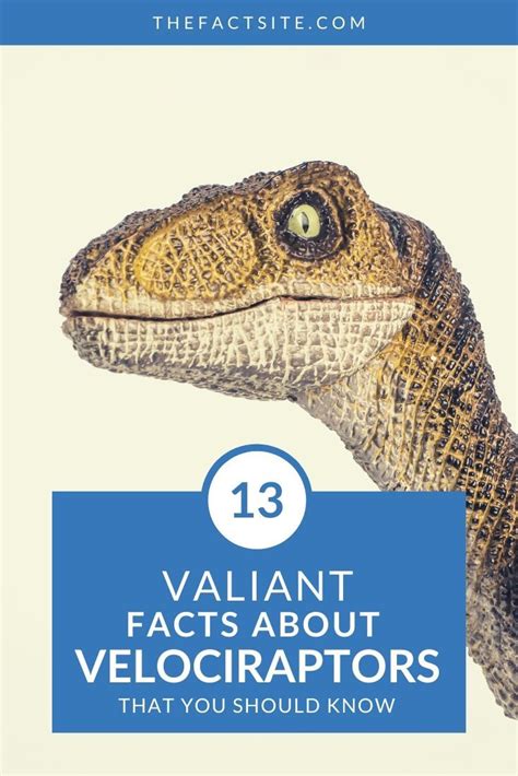 13 Valiant Facts About Velociraptors The Fact Site
