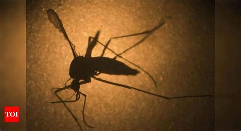 Japanese Scientists Develop New Tool To Predict Spread Of Zika Virus Times Of India