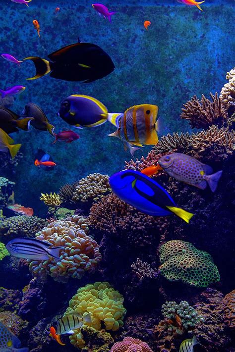 Coral Reef Over 4000 Species Of Fish Inhabit Coral Reefs The