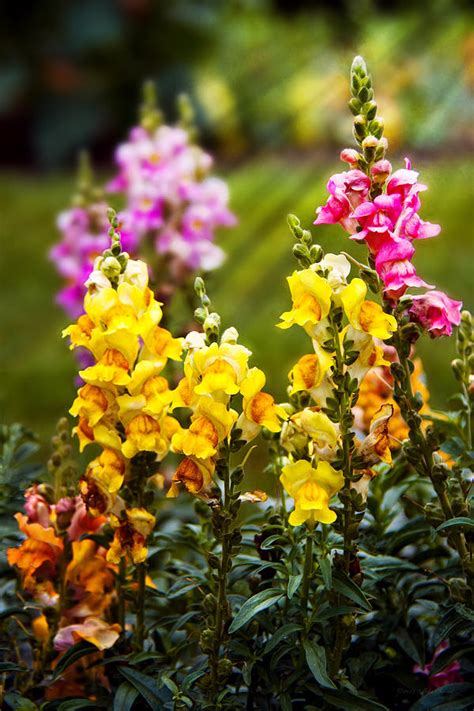 We did not find results for: Flower - Antirrhinum - Grace Photograph by Mike Savad