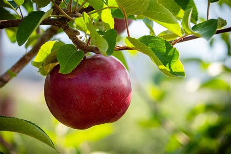 Mcintosh Apples — Davison Orchards