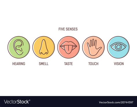 Bundle 5 Senses Hearing Smell Taste Touch Vector Image