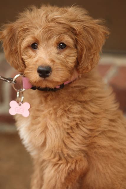 Striving to be the best mini labradoodle breeders, dr. Goldendoodle Puppies for Sale - Health Guaranteed ...