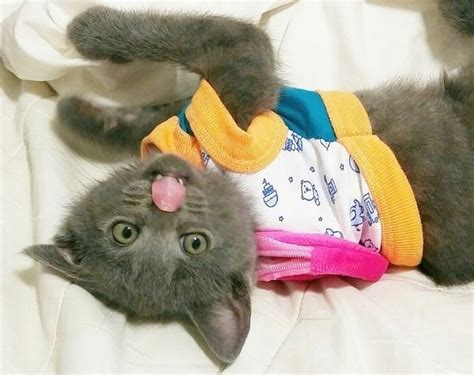 Hilarious 30 Cutey Kittens Dressed Up