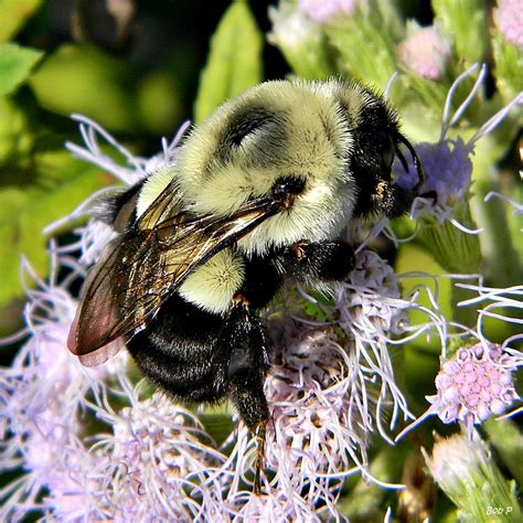 Common Eastern Bumblebee Nps National Capital Region Bees And Wasps