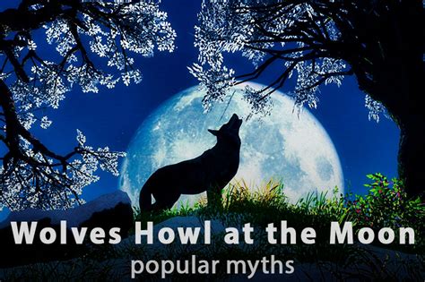 Why Do Wolves Howl At The Moon Explanation And Facts