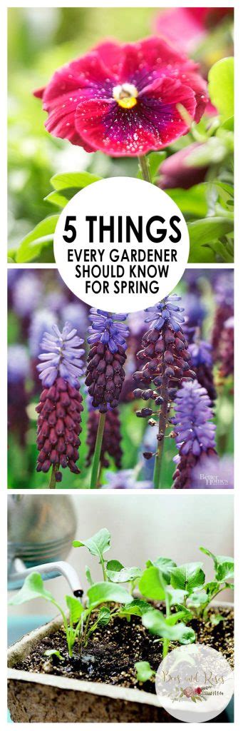 5 Gardening Tips For Spring ~ Bees And Roses