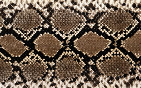 Images For Diamondback Rattlesnake Skin Pattern Bleach Ideas In