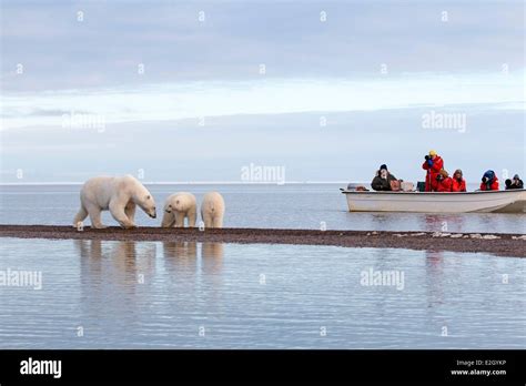 United States Alaska Arctic National Wildlife Refuge Kaktovik Polar